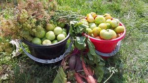 🍅🍅🍅Помидорки едут в город 😄🍅