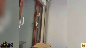 Собаки кошки дружно живут