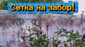 Сетка на забор. Помидорчики.
