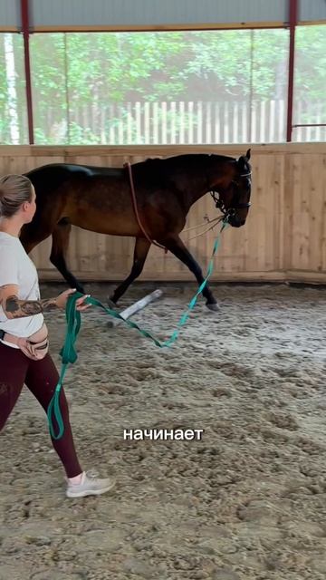 Почему лошадь может «не слушаться» на тренировке? 🐴
