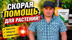 Плохо сейчас растут растения? Срочная помощь.