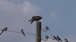 Коршун и сороки