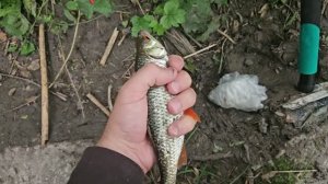 Ловля крупной плотвы.