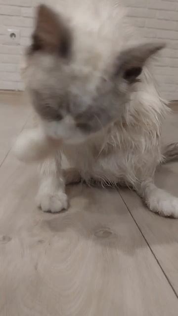 рэгдолл котята