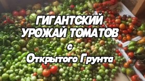 Больше 70кг ТОМАТОВ собрали с ОГ..Вовремя успели..Томаты в теплице..