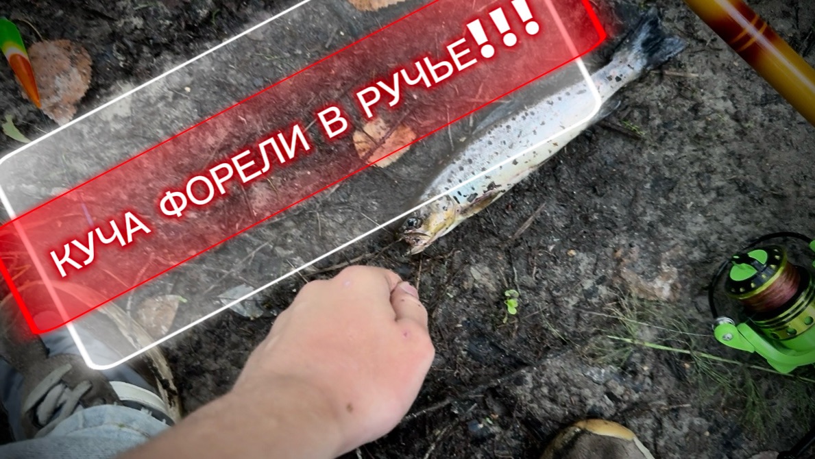 ПОЛНЫЙ РУЧЕЙ ФОРЕЛИ!!! ШОК РЫБАЛКА | РЫБАЛКА 10 RU