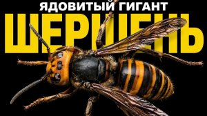 ШЕРШЕНЬ: насколько он опасен на самом деле?