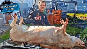 Тонны мяса свинины! Непростая жизнь колхозников!