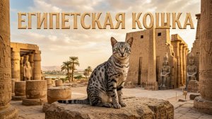 ЕГИПЕТСКАЯ КОШКА | 5 УДИВИТЕЛЬНЫХ ФАКТОВ, КОТОРЫЕ ВАС ПОРАЗЯТ