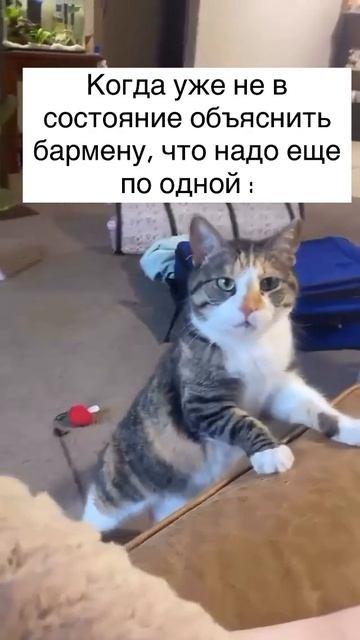 Осуждаю