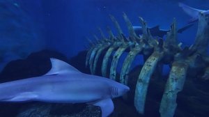 Харбин - Акулы в аквариуме, Poseidon Underwater World, Китай, 16 июля 2026.