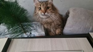 ТАРА ЕСТ ЁЛКУ😅🤗😺😻😻