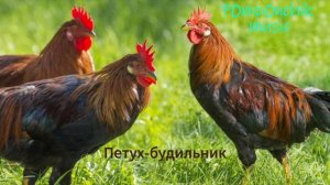 ПЕТУХ-БУДИЛЬНИК - P0mp0nchik Music (Премьера трека)