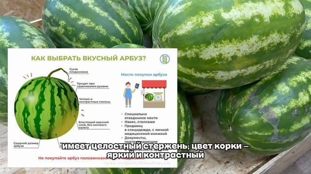 ☀️ Арбуз или дыня: как выбрать и не навредить здоровью?