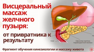 Висцеральный массаж желчного пузыря: от привратника к результату. Фрагмент обучения