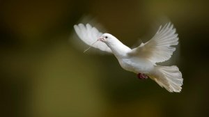 Вверх. Песня на стихи Раисы Йилдырим и Олега Никула