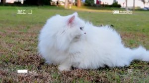 🐾 Мама-кошка подстригает шерсть на ферме и делает тигровую шапку для котят дома🐾🎩🐯
