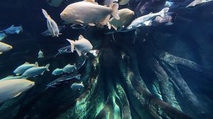 Харбин - Тоннель под аквариумом, Poseidon Underwater World, Китай, 16 июля 2026.