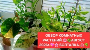 ОБЗОР КОМНАТНЫХ РАСТЕНИЙ.💖🌸 АВГУСТ 2026г.💖🌼 ЧАСТЬ-2.