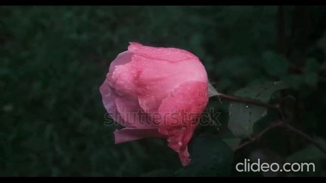 Верю в любовь. Автор О.Старинец; исп. группа ОСАН