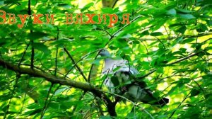 Лесной голубь вяхирь и его собратья городские. Звуки вяхиря
