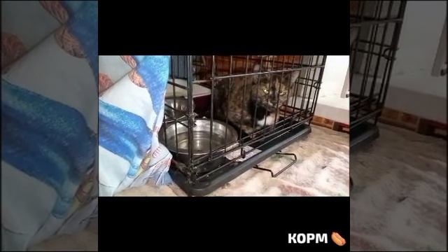 🍗🧆Корм прикуплен- кошкам праздник! Обьедение всем всласть 🍗
