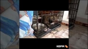 🍗🧆Корм прикуплен- кошкам праздник! Обьедение всем всласть 🍗