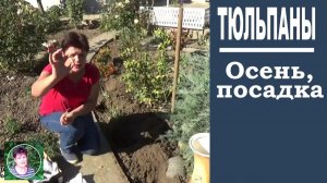 Когда и как сажать тюльпаны осенью: подготовка почвы и правильная посадка