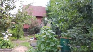 Спеют яблочки на яблоньках, выращенных из семечка