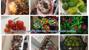 Мои 6 соток 8 августа 2026 года. Убрали помидоры открытого грунта