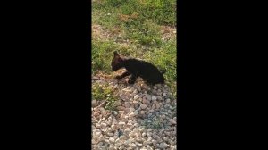 Воскресное поедание травы.