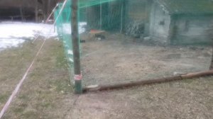 Особенности национальной охоты в весенний период НА КРОЛИКОВ.mp4