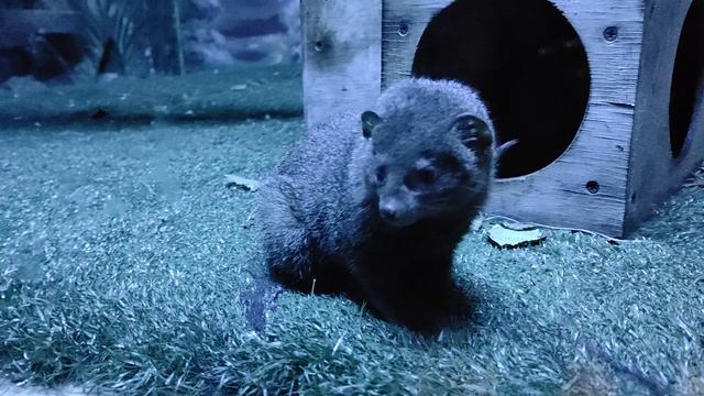 Маленький мангуст в Новосибирском зоопарке