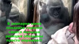 В зоопарке мама показала горилле своего малыша реакция обезьяны просто поражает!