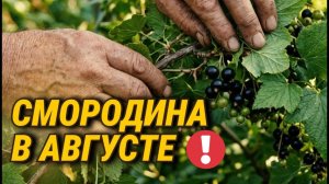 Уход за смородиной в Августе после сбора ягод. 5 главных шагов