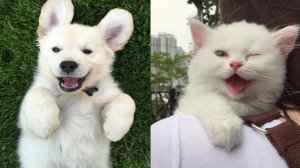 СМЕШНЫЕ КОТЫ | ЛУЧШИЕ ПРИКОЛЫ С КОТАМИ, СОБАКАМИ, КОШКИ, СОБАКИ, ЖИВОТНЫЕ, СМЕШНОЕ ВИДЕО