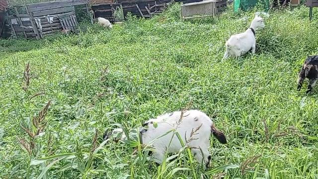 Дали ему ещё один шанс. Вымустили🐐 на улицу. Работа🍅🥒 продолжается.