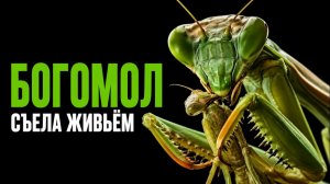 Почему самка богомола съедает жениха заживо?