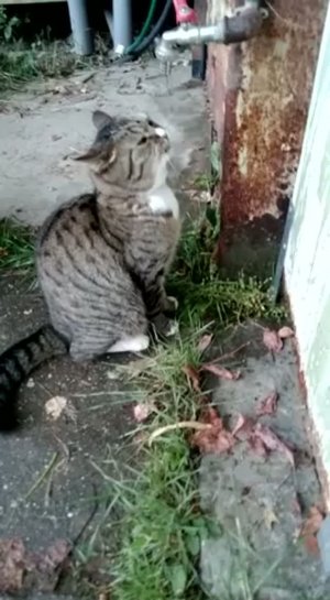 💥🔥🐈⬛Симка пьет воду на даче #Симка #пьетКотводу #shorts 🐈🔥💥#кот #shorts
