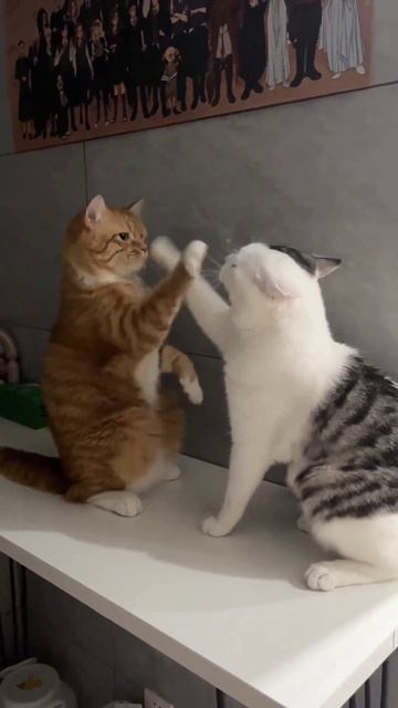 Video шортс с котятами