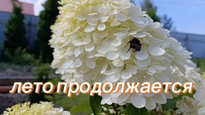 Пчелки трудятся, созрел подсолнух, ночные приключения кошек