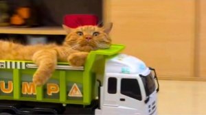 Самые смешные животные, снятые на камеру  Лучшие приколы, которые поднимут настроение!