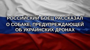Российский боец рассказал о собаке, предупреждающей об украинских дронах