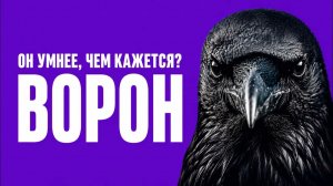 ВОРОН. самая умная птица у вас под окном.