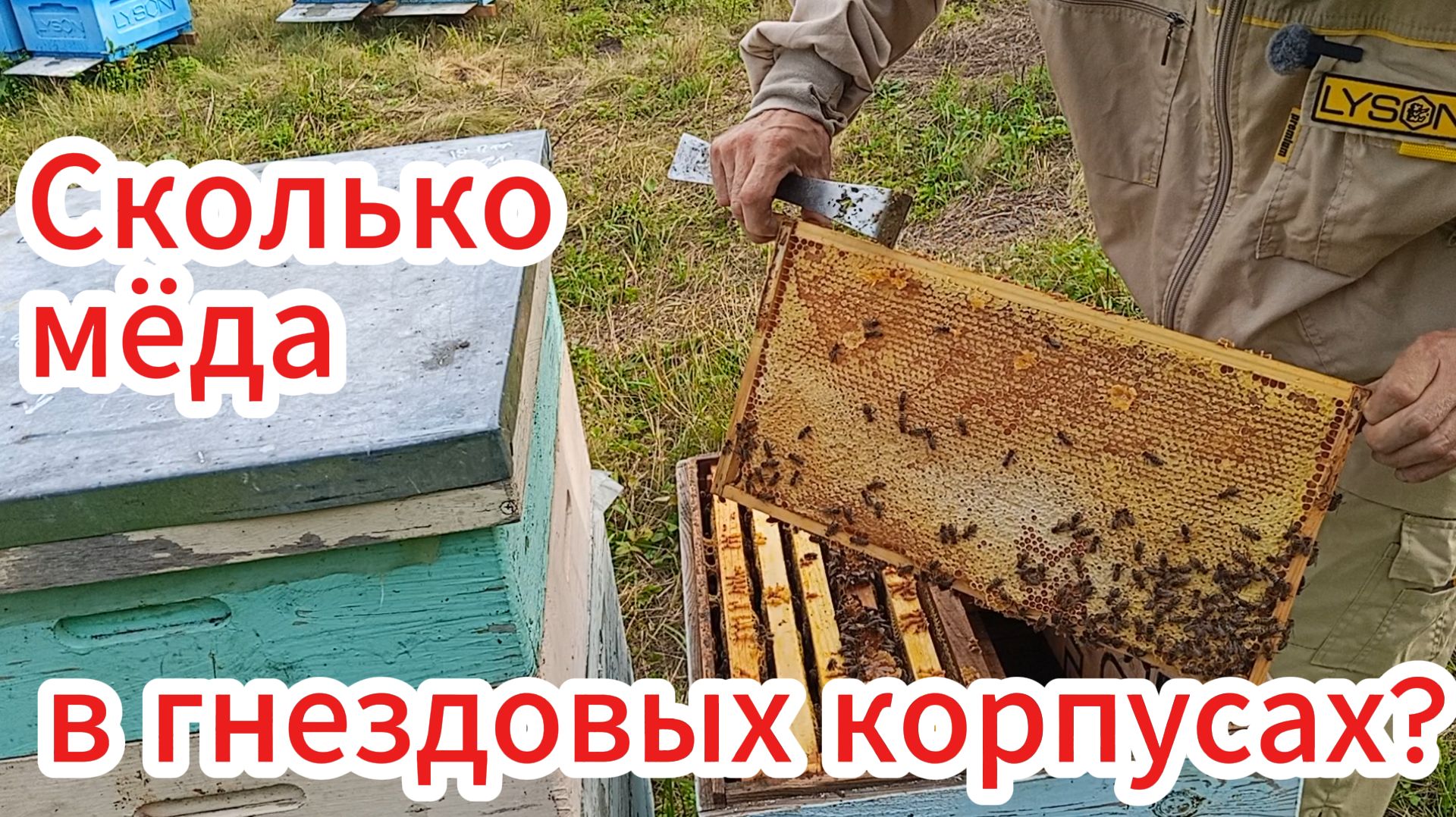 Осмотр пчелосемей в конце главного взятка.