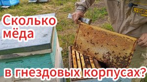 Осмотр пчелосемей в конце главного взятка.
