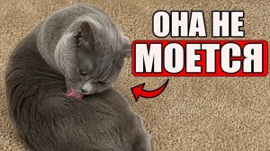 Реальная Причина, почему Кошка ОБЛИЗЫВАЕТ Себя! (удивит)