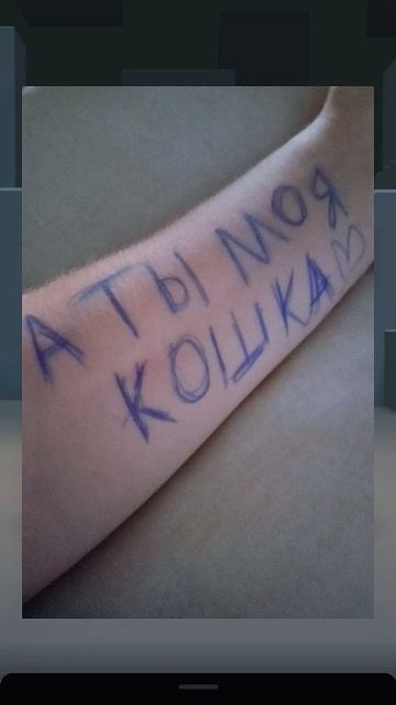 моя кошка