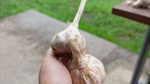 Подготовка чеснока к хранению 🧄
