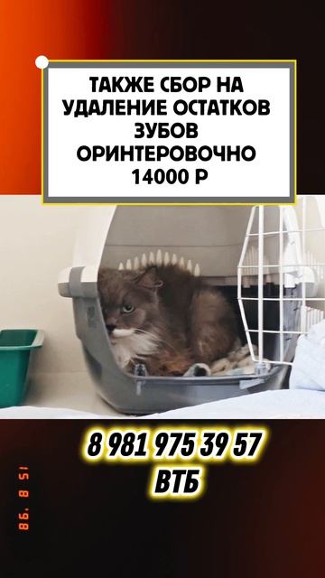 старенькая кошка Пуша, пожалуйста помогите